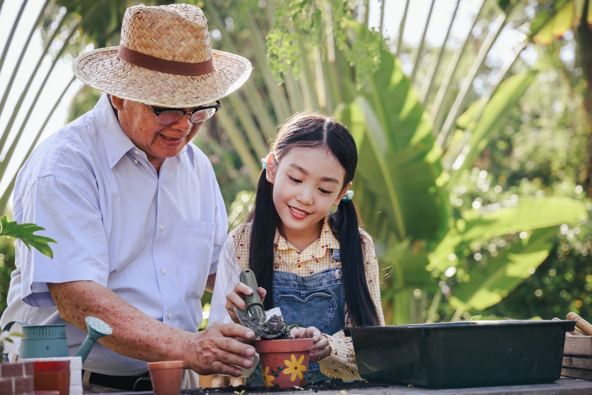 Asian retirement grandfather and granddaughter helping planting trees together